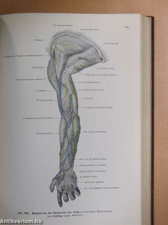 Lehrbuch und Atlas der Anatomie des Menschen III.