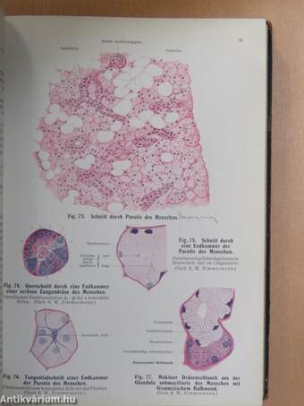 Rauber's Lehrbuch der Anatomie des Menschen Abteilung 4. (töredék)