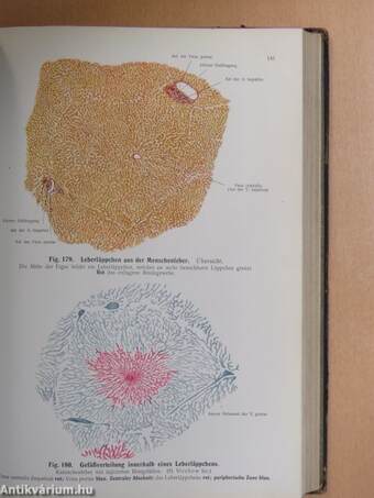 Rauber's Lehrbuch der Anatomie des Menschen Abteilung 4. (töredék)