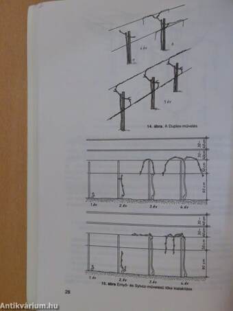 Szőlőtermesztés II.