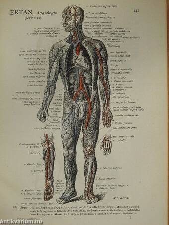Az ember anatomiájának atlasza III. (töredék) (rossz állapotú)