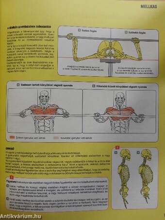 Sportanatómia