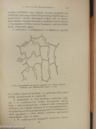 A Populus-nem monographiája