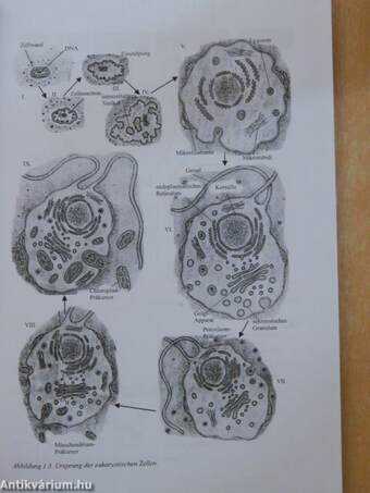 Molekulare Zellbiologie - Syllabus