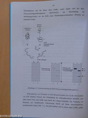 Molekulare Zellbiologie Laborhandbuch Für Studierende Der Zahnmedizin