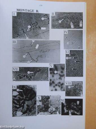 Molekulare Zellbiologie - Laborhandbuch