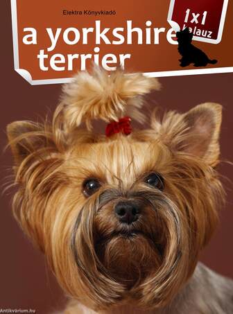 1x1 - A yorkshire terrier