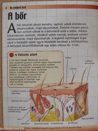 Az emberi test