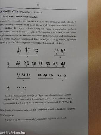 Molekuláris sejtbiológiai gyakorlatok fogorvostanhallgatóknak