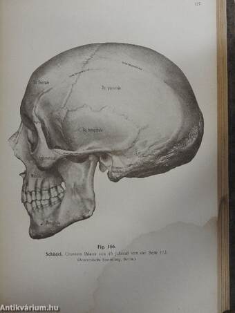 Rauber's Lehrbuch der Anatomie des Menschen Abteilung 2. (töredék)