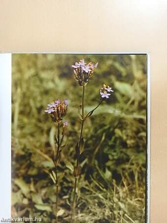 Plantes Médicinales en Hongrie