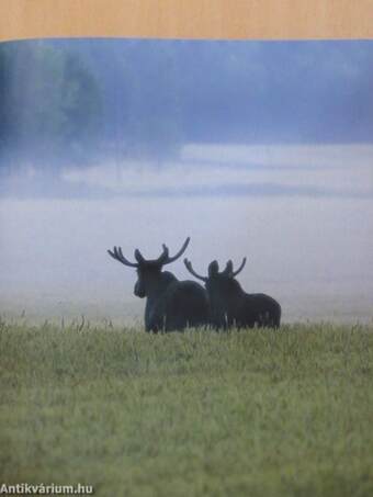 Finland - Nature's table