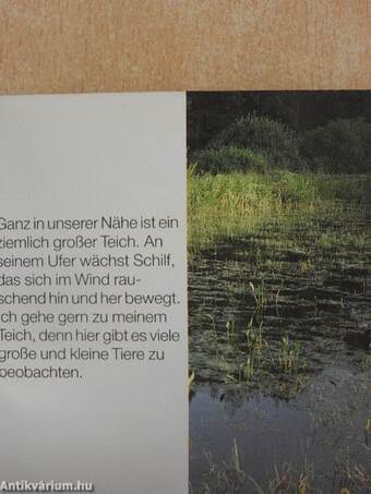 Mein Teich