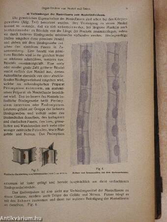 Rauber's Lehrbuch der Anatomie des Menschen Abteilung 3. (töredék)