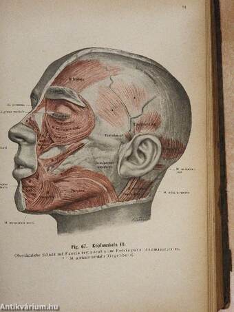 Rauber's Lehrbuch der Anatomie des Menschen Abteilung 3. (töredék)