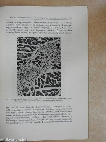 Állatkisérletekben előidézett szívizomgyulladások, azok elektrokardigraphiás registrálása és értékelése az elsődleges fertőzéses gócok szempontjából