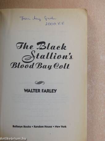 The Black Stallion's Blood Bay Colt