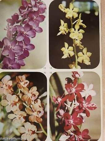 Trends Of Orchid Hybridization In Thailand