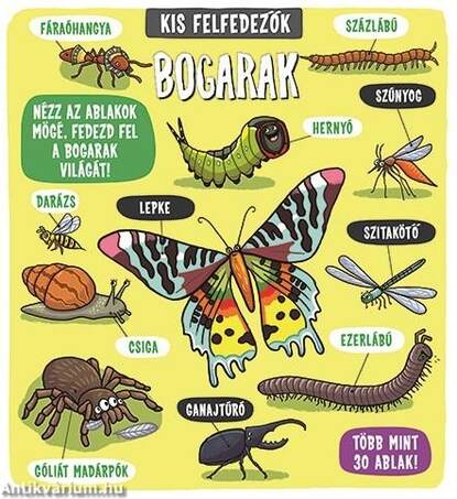 Kis felfedezők - Bogarak
