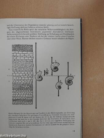 Fossilien aus dem Paläozoikum