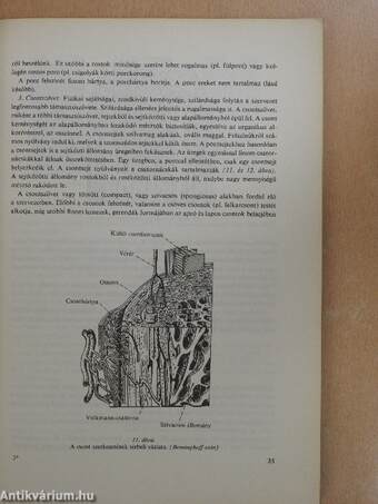 Az emberi test felépítése