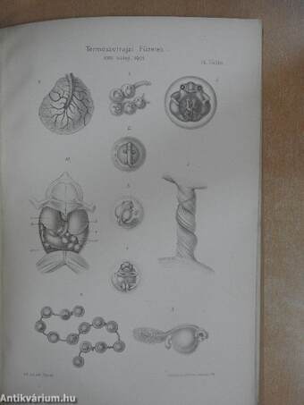 Adatok az Új-Guineai szűkszájú békák (Engystomatidae) ismeretéhez