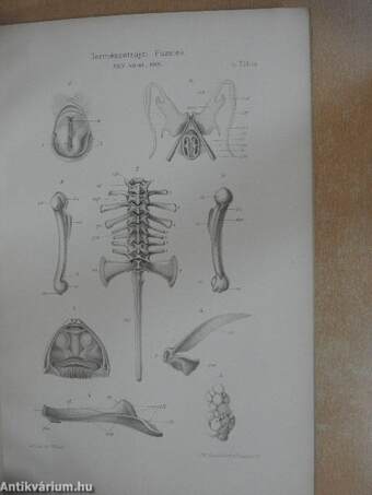 Adatok az Új-Guineai szűkszájú békák (Engystomatidae) ismeretéhez