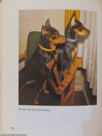 Pinscher und Schnauzer