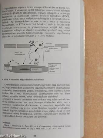 Tények és elemzések az ischaemiás szívbetegségről