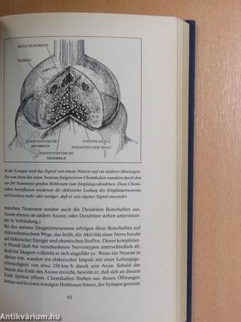 Menschliches Denken - Künstliche Intelligenz