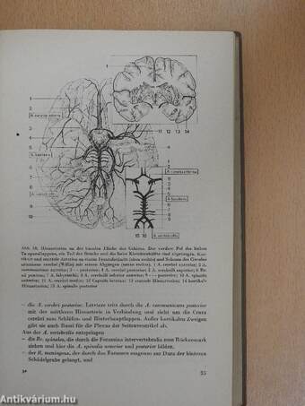 Topographische Anatomie des Menschen