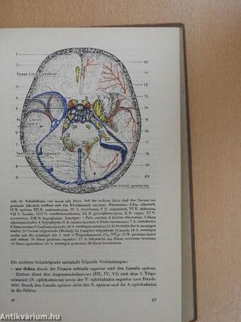 Topographische Anatomie des Menschen