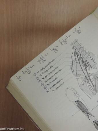 Topographische Anatomie des Menschen