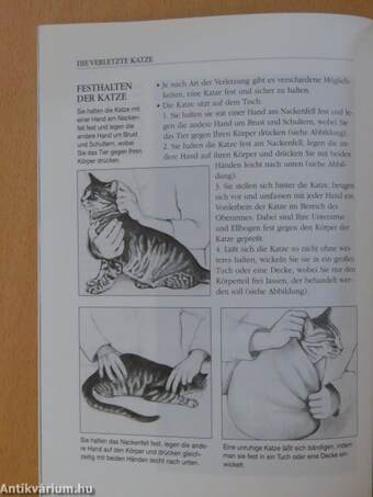 Erste Hilfe für Katzen