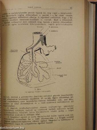 Rendszeres bonctan I-II./Tájanatómia (rossz állapotú)