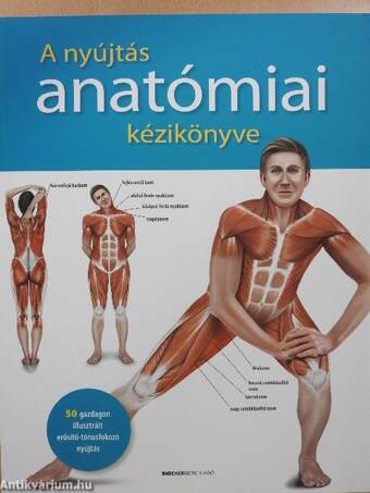A nyújtás anatómiai kézikönyve