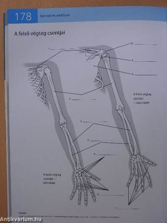 A nyújtás anatómiai kézikönyve