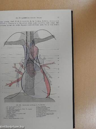 Röntgendiagnostik des Herzens und der Grossen Gefässe