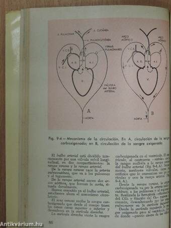 Zoologia