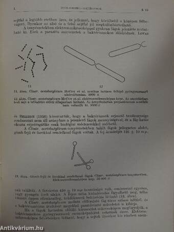 A butilalkohol-baktériumok