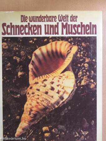 Die wunderbare Welt der Schnecken und Muscheln