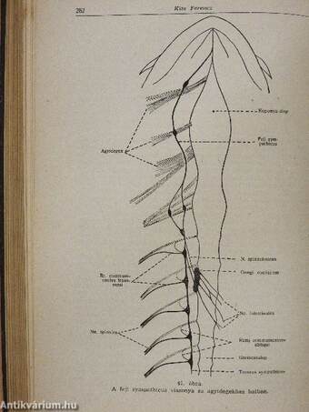 Rendszeres bonctan I-II.