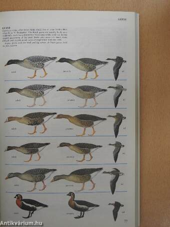 Collins New Generation Guide to the Birds of Britain and Europe