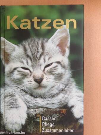 Katzen