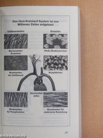 Warum kennen Tiere keinen Herzinfarkt... aber wir Menschen