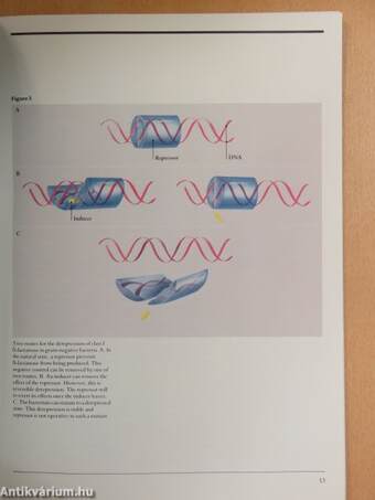 Resistance to Beta-Lactam Antibiotics