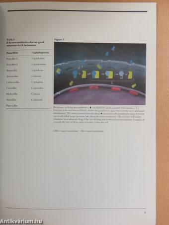 Resistance to Beta-Lactam Antibiotics