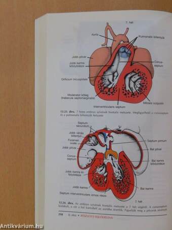 Orvosi embryologia