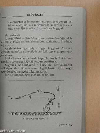 Szőlészet, borászat a kiskertben