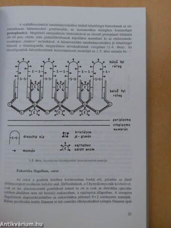 Fejezetek a mikológiából